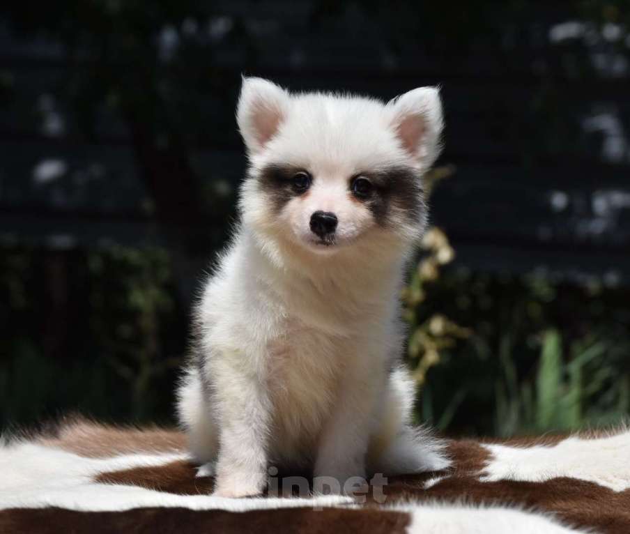 Собаки в Москве: Ненецкая оленегонная лайка. Помет «А». Сука Unmay no Akay Ito AVRORA Девочка, 60 000 руб. - фото 2