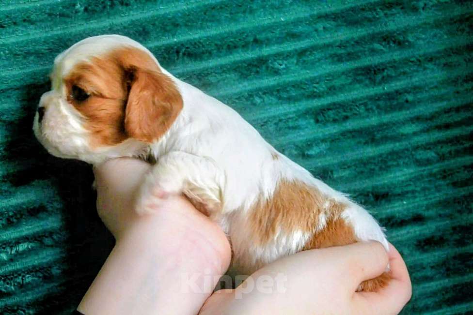 Собаки в других городах Московской области: Щенки девочки кавалер кинг чарльз спаниель Девочка, 130 руб. - фото 5