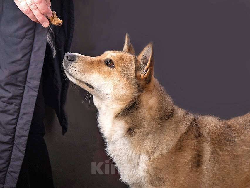 Собаки в Москве: Самая ласковая и добрая собачка Лори ищет дом Девочка, Бесплатно - фото 8