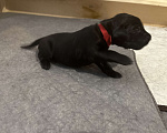 Собаки в Москве: Бронируем щенков прямошерстного ретривера флэт Девочка, 75 000 руб. - фото 6