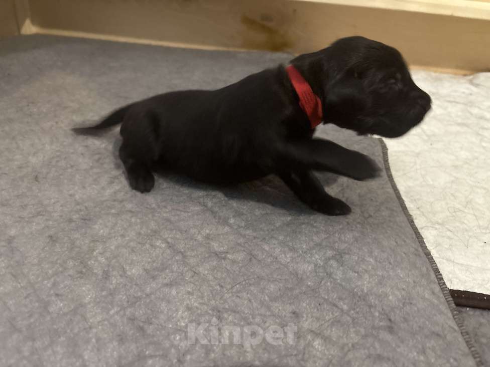 Собаки в Москве: Бронируем щенков прямошерстного ретривера флэт Девочка, 75 000 руб. - фото 6