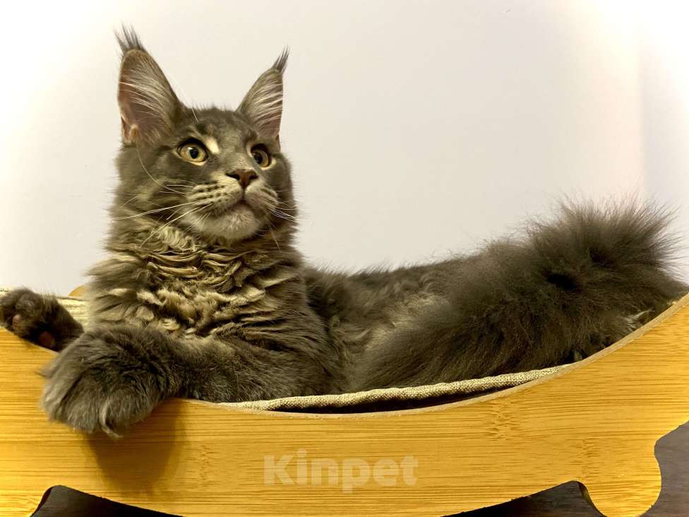 Кошки в Санкт-Петербурге: Мальчик голубой мрамор Мейн Кун Мальчик, 50 000 руб. - фото 2