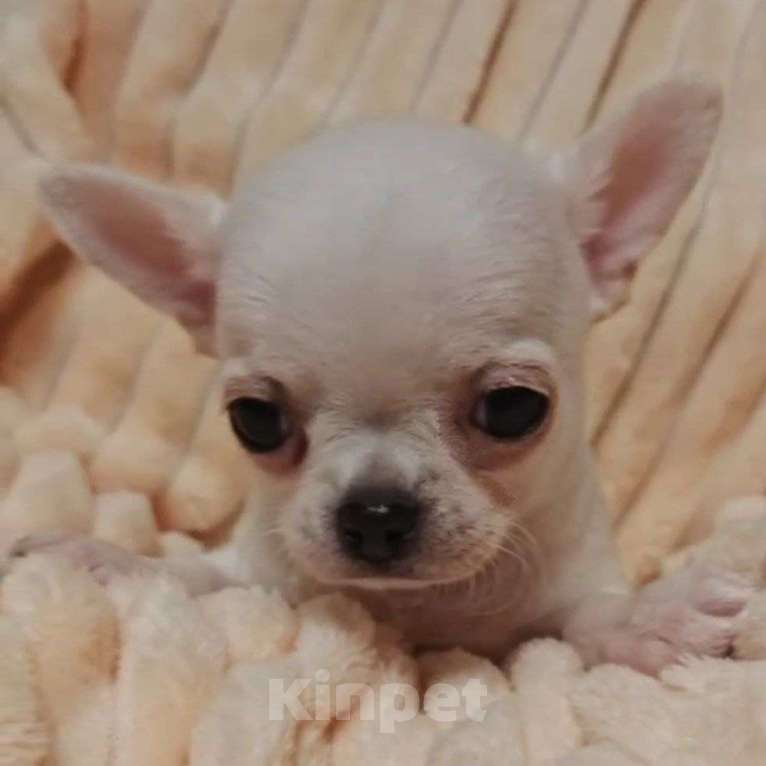 Собаки в Москве: Чихуахуа мальчик Мальчик, 40 000 руб. - фото 2
