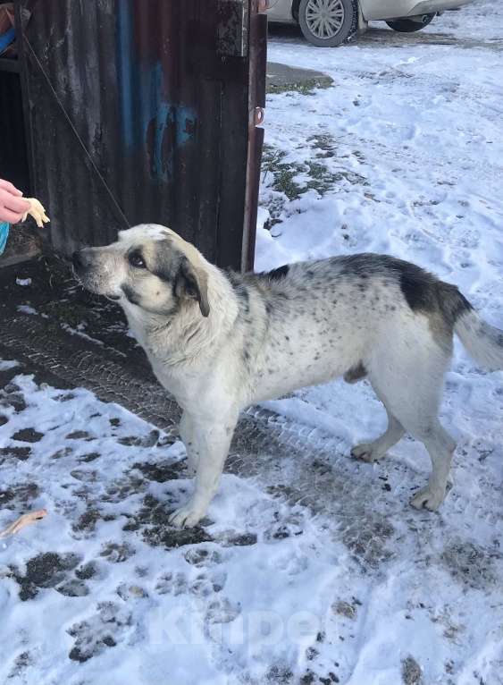 Собаки в Симферополе: Собака в дар )  Мальчик, Бесплатно - фото 7