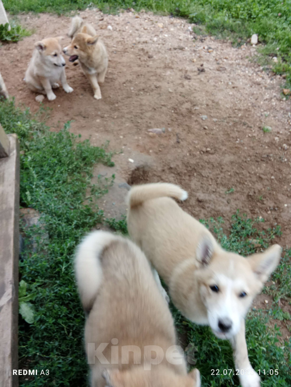 Собаки в других городах Московской области: Щенки в дар  Девочка, Бесплатно - фото 3