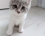 Кошки в Курске: Котенок в добрые руки  Девочка, Бесплатно - фото 2