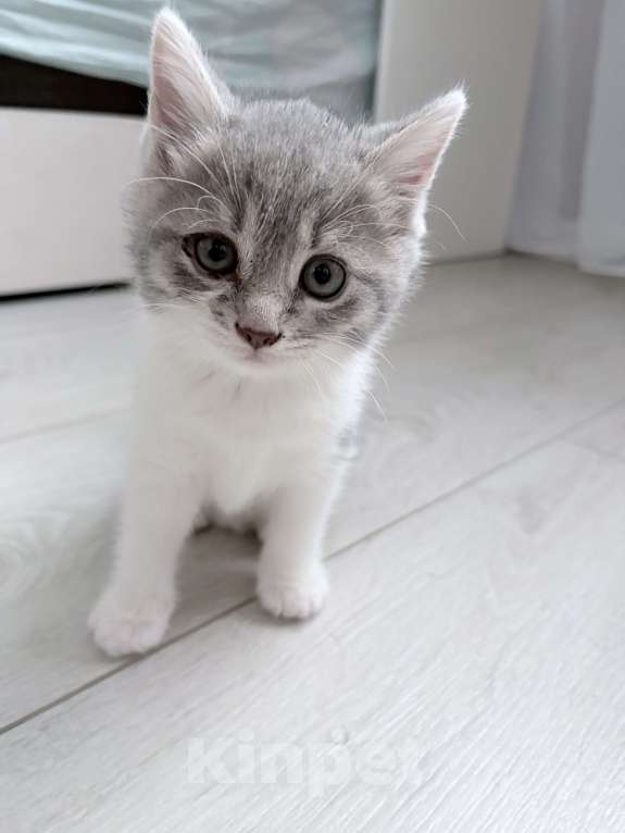 Кошки в Курске: Котенок в добрые руки  Девочка, Бесплатно - фото 2