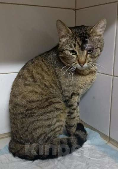 Кошки в Москве: Зеленоглазый Вася ждет свою семью на улице Мальчик, Бесплатно - фото 3