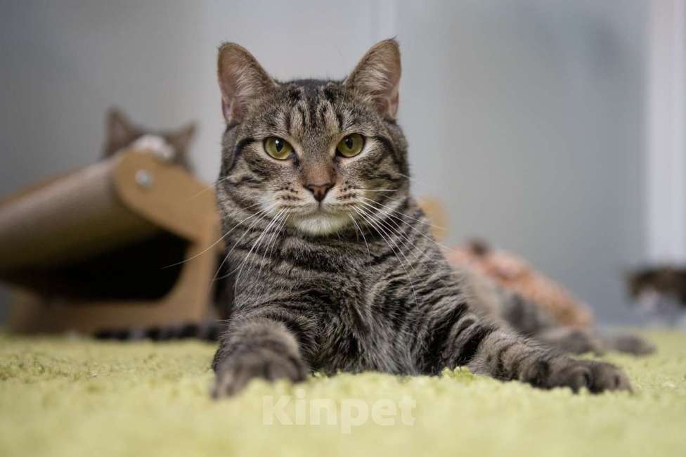 Кошки в Москве: котик Пьер Кюри в добрые руки Мальчик, Бесплатно - фото 9