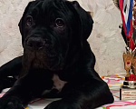 Собаки в Первоуральске: Продам щенков кане корсо Девочка, 45 000 руб. - фото 4