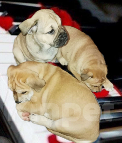 Собаки в Москве: Кадебо Девочка, Бесплатно - фото 3