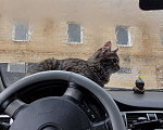 Кошки в Краснодаре: Потерялся котёнок, в районе ул.40 лет победы, 41. Зовут Дёма Мальчик, 1 000 руб. - фото 1