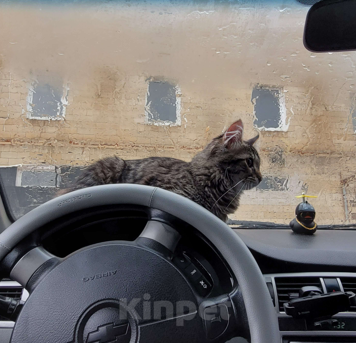 Кошки в Краснодаре: Потерялся котёнок, в районе ул.40 лет победы, 41. Зовут Дёма Мальчик, 1 000 руб. - фото 1