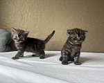 Кошки в Новокузнецке: Шотландский котенок Мальчик, 5 000 руб. - фото 2