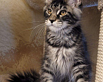 Кошки в других городах Ленинградской области: Мейн-кун Zieger-Ж Raksi Line Мальчик, Бесплатно - фото 6