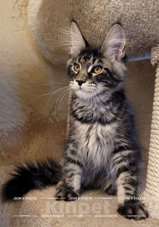 Кошки в других городах Ленинградской области: Мейн-кун Zieger-Ж Raksi Line Мальчик, Бесплатно - фото 6