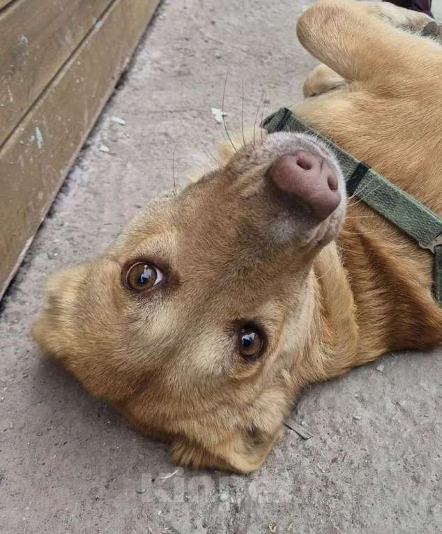 Собаки в Санкт-Петербурге: Умная и ласковая собака, метис корги, 1 год Девочка, Бесплатно - фото 5