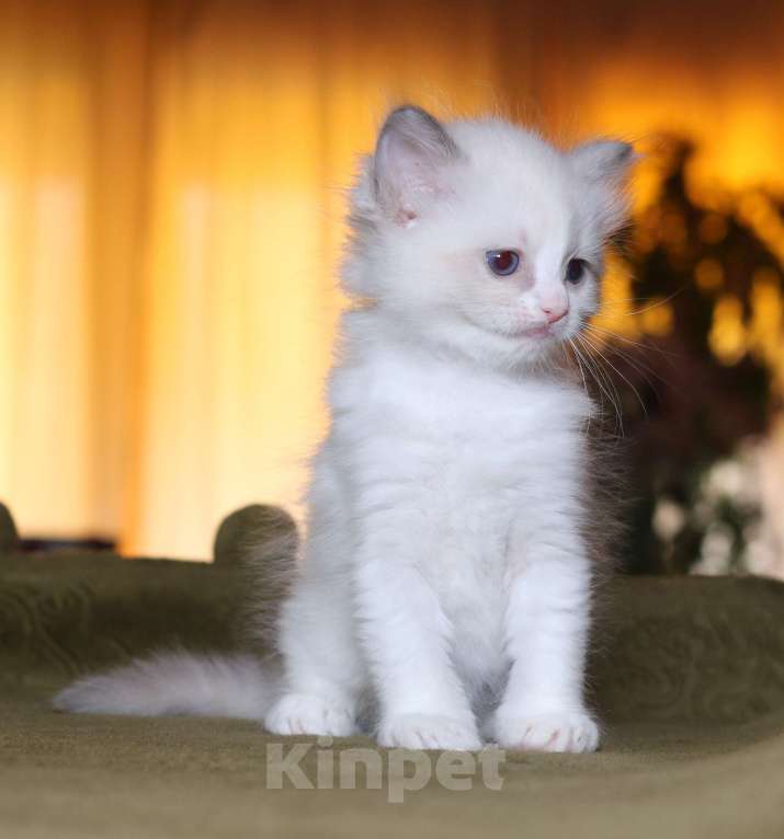 Кошки в Санкт-Петербурге: рэгдолл девочка Девочка, 60 000 руб. - фото 4