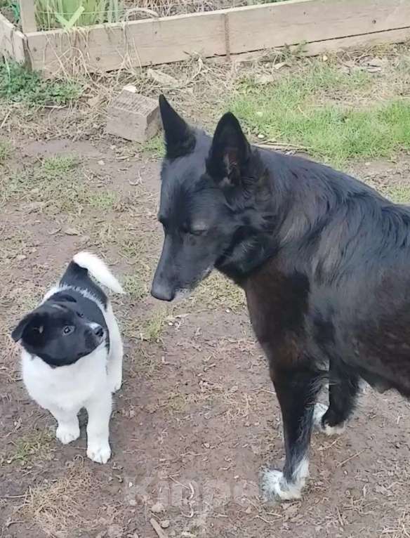 Собаки в других городах Московской области: Ищу хозяина Девочка, Бесплатно - фото 4