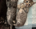 Кошки в Тюмени: Отдам в добрые руки Мальчик, Бесплатно - фото 2