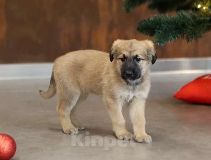 Собаки в других городах Московской области: В добрые руки Мальчик, Бесплатно - фото 2