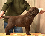 Собаки в Санкт-Петербурге: Шоколадный щенок лабрадора Мальчик, 80 000 руб. - фото 4
