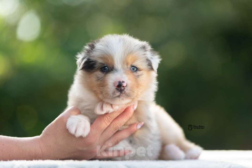 Собаки в Москве: австралийская овчарка аусси Мальчик, 120 000 руб. - фото 4