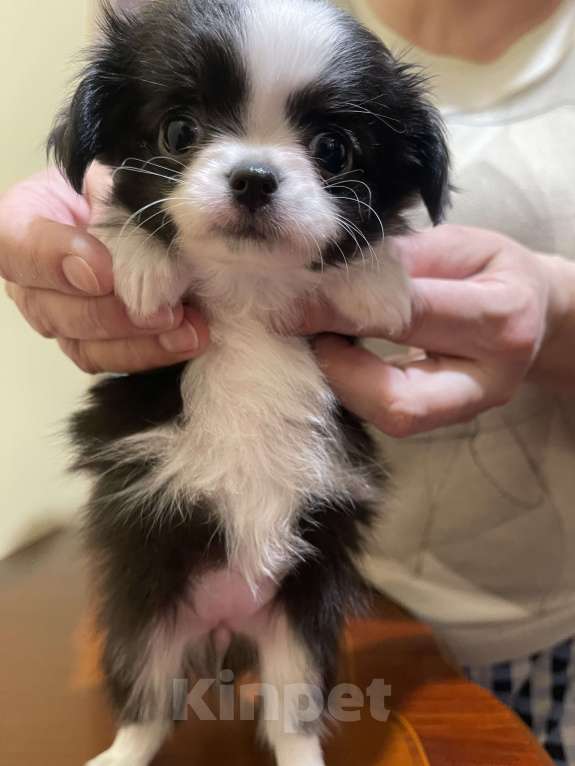 Собаки в других городах Московской области: Чихуахуа клубная девочка Девочка, 75 000 руб. - фото 2