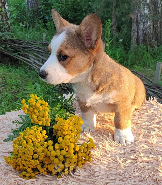 Собаки в Екатеринбурге: Щенки Корги Кардиган  Девочка, Бесплатно - фото 5