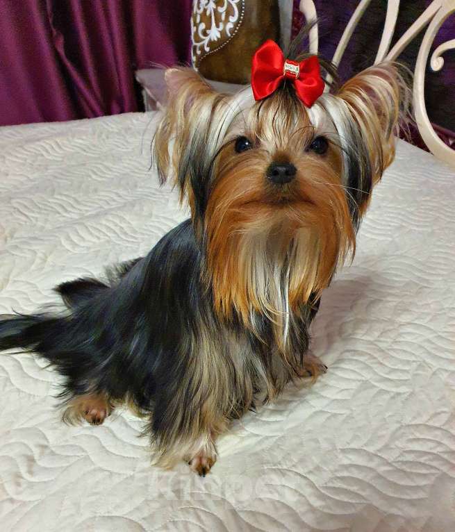 Собаки в Москве: МАЛЬЧИКИ-КРАСАВЧИКИ Мальчик, 45 руб. - фото 9