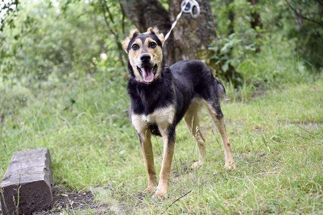 Собаки в Пушкино: отдам собаку Девочка, Бесплатно - фото 8