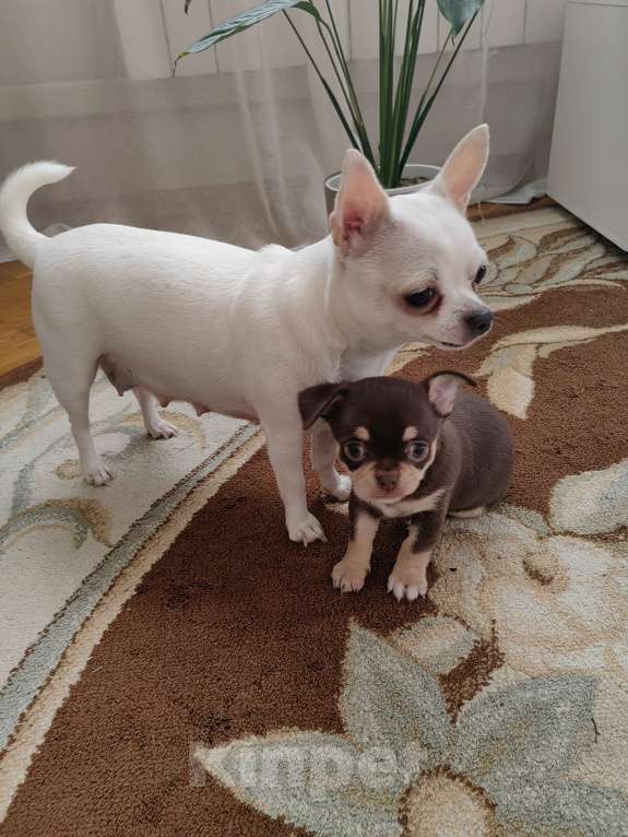 Собаки в Краснодаре: Чихуахуа Мальчик, 50 000 руб. - фото 8