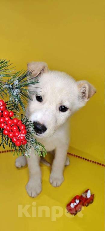 Собаки в Наро-Фоминске: Герцог якутенок команды ппбж Якутска Мальчик, Бесплатно - фото 10