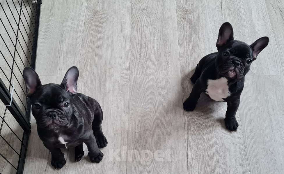 Собаки в Владивостоке: Очаровательная девочка французского бульдога Девочка, 75 000 руб. - фото 4