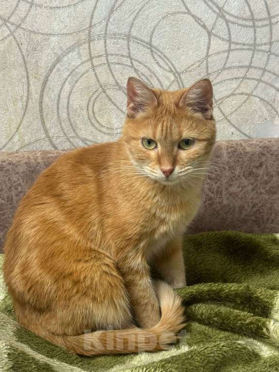 Кошки в Калуге: Кошка Девочка, Бесплатно - фото 1