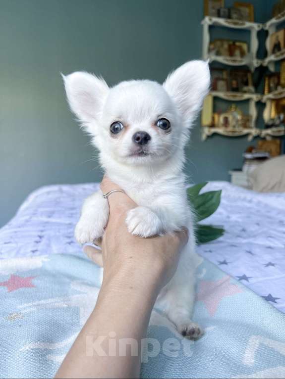 Собаки в Коломне: Киви белый малыш чихуахуа с зелеными глазками  Мальчик, 50 000 руб. - фото 2