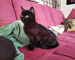 Кошки в Дмитровске: Котенок черный с белым 4 мес, 50 руб. - фото 3