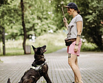 Собаки в Москве: Очаровательный Бобби в добрые руки  Мальчик, Бесплатно - фото 9
