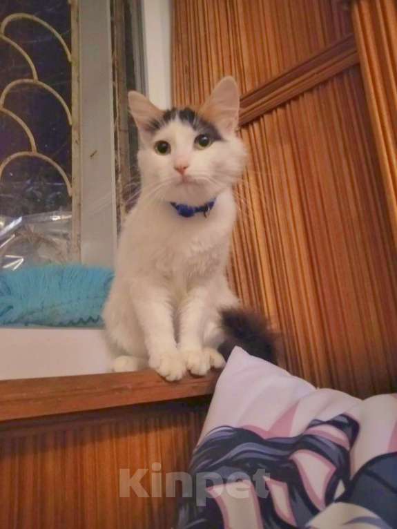 Кошки в Сочи: Кошечка в добрые руки Девочка, Бесплатно - фото 3