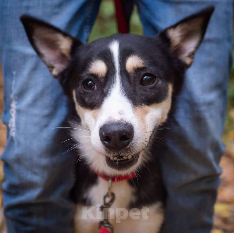 Собаки в Москве: Саби Девочка, Бесплатно - фото 3