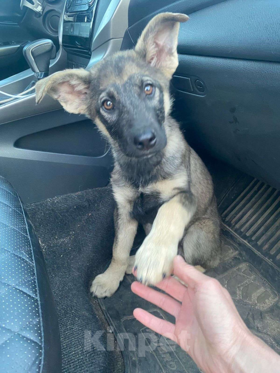 Собаки в Москве: Щенок-мальчик ищет дом Мальчик, Бесплатно - фото 10