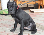 Собаки в Армавире: Мальчик кане Корсо Мальчик, 45 000 руб. - фото 1