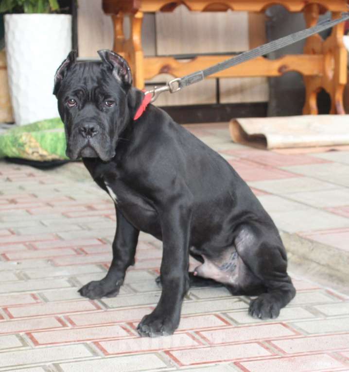 Собаки в Армавире: Мальчик кане Корсо Мальчик, 45 000 руб. - фото 1