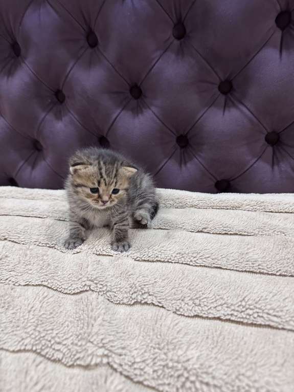 Кошки в Вологде: Шотландская кошечка табби прямоухая Девочка, 8 000 руб. - фото 2