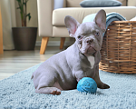 Собаки в Москве: Французский бульдог изабелла мальчик Мальчик, Бесплатно - фото 2