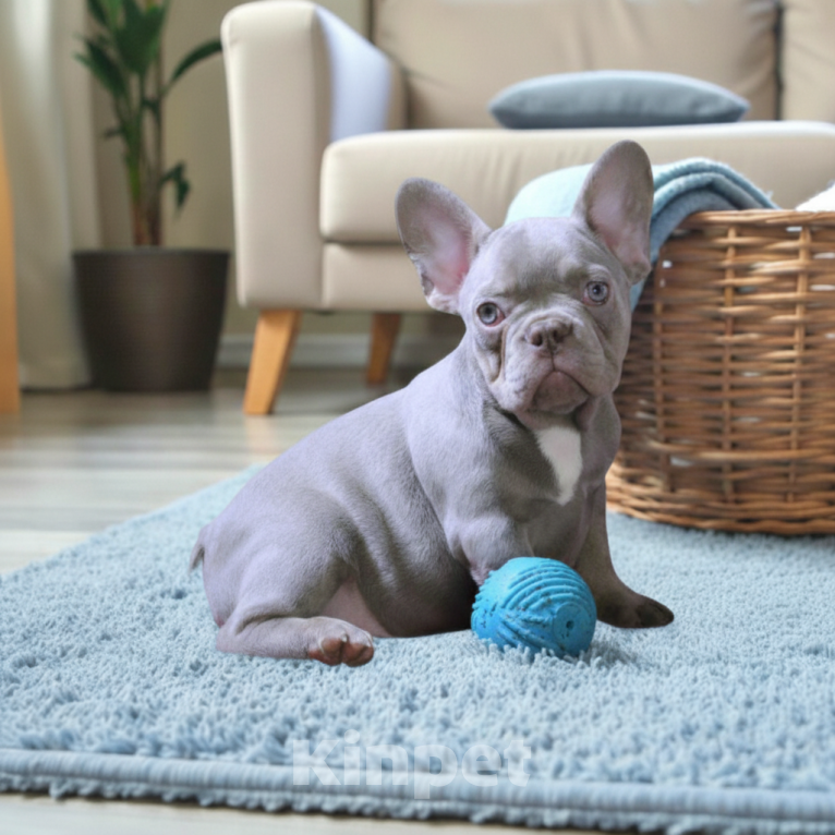Собаки в Москве: Французский бульдог изабелла мальчик Мальчик, Бесплатно - фото 2