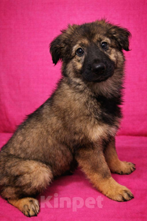 Собаки в Химках: Девочка Шерри Девочка, Бесплатно - фото 1