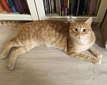 Кошки в Одинцово: Найдена рыжая кошка Девочка, 100 руб. - фото 2