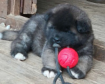 Собаки в Иркутске: Щенки Американской акиты Мальчик, 150 000 руб. - фото 1