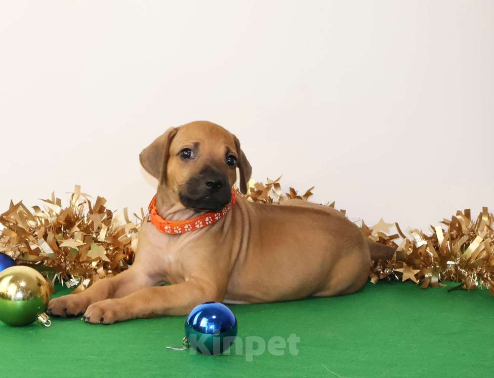 Собаки в Москве: Девочка Родезийского Риджбека  Девочка, 100 000 руб. - фото 2